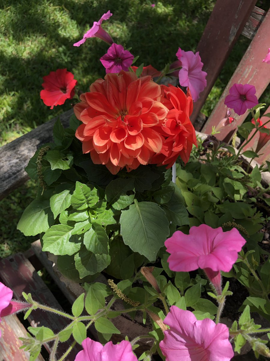 #flowersofqqa Historic Penick House #centralhighschoolneighborhood #keepcalmandpreserveon