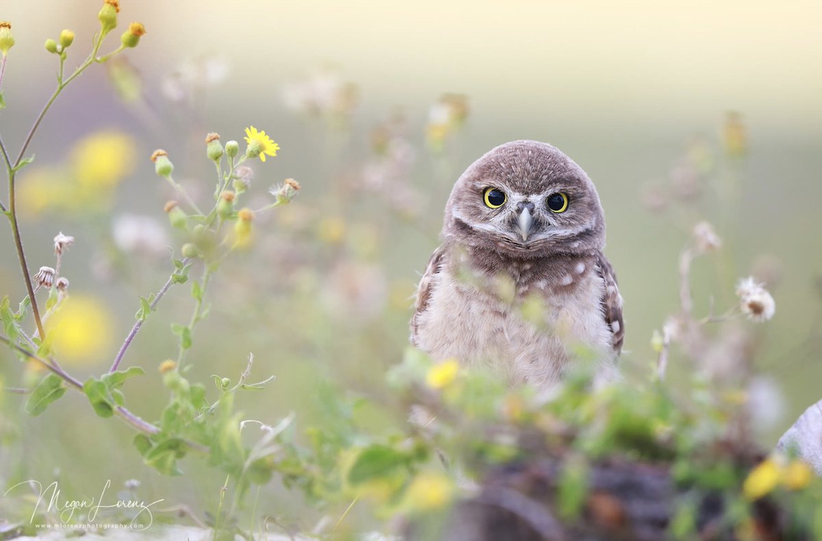 Ramblings tweet media