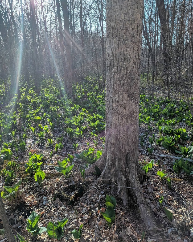 Everarborco's tweet photo. Find your element, step outside.
#everarbor #findyourelement #stepoutside #ohio #ohiogram #outdoorslife #artofvisuals #discoverearth #spring #landscapecaptures #socialdistancing #naturalohio #ohioexplored #wildohio #one_ohio #myohioadventur… https://t.co/sPv4evowa4 https://t.co/rvLfRSgsjq