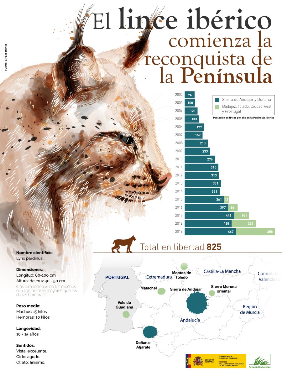 FBiodiversidad's tweet photo. Aún hay mucho por hacer, pero uno de los felinos 🐱 más amenazados del planeta continúa su recuperación.

Los esfuerzos de conservación del #LinceIbérico están dando resultados. De los 94 ejemplares de 2002 hemos pasado a los 825 que hoy viven en libertad 💪 https://t.co/cSTn6IvjDM