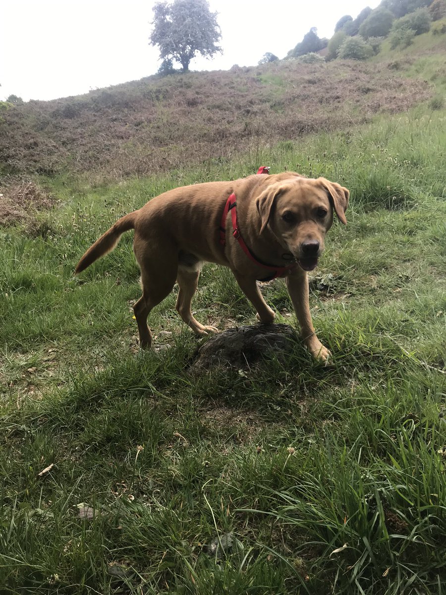 AndyBailey67's tweet photo. Afternoon walk with Spencer https://t.co/mae2DRXilA