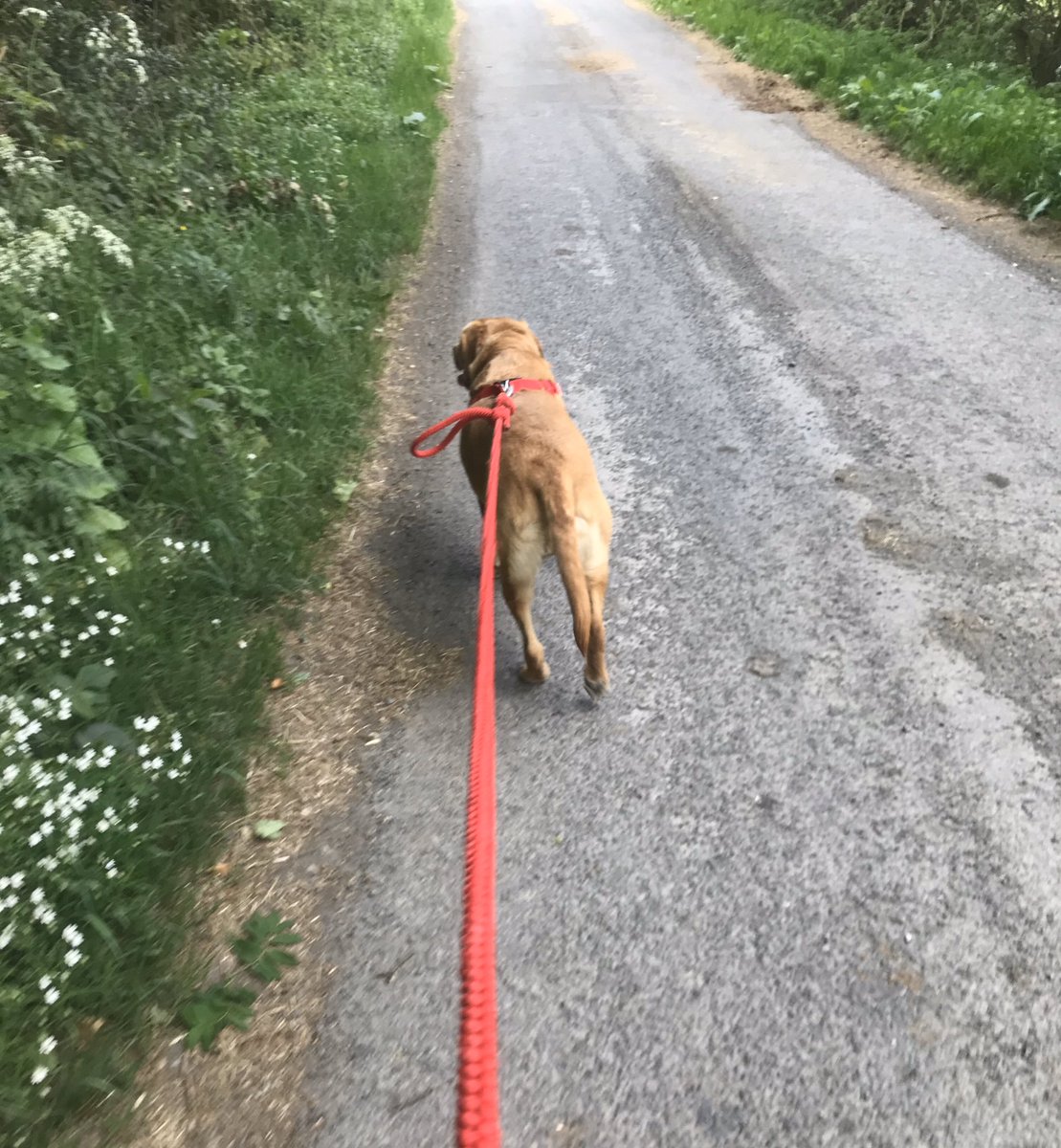 AndyBailey67's tweet photo. Afternoon walk with Spencer https://t.co/mae2DRXilA