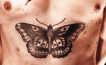 butterfly 