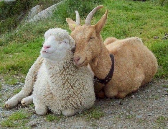 Harry as sheep; a thread literally nobody asked for