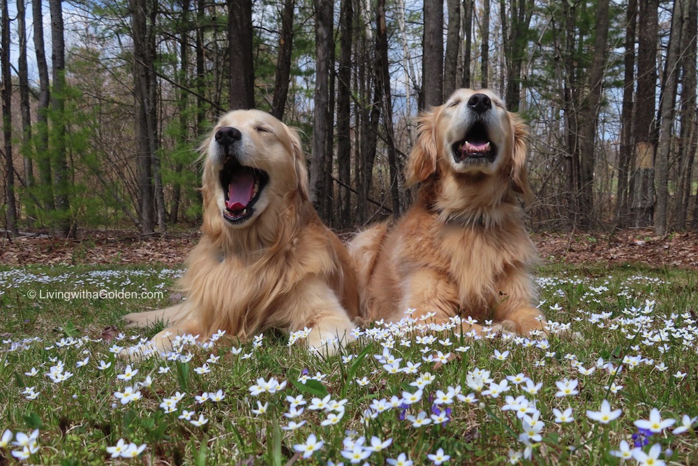 MaineGolden's tweet photo. "Earth laughs in flowers."
~ Ralph Waldo Emerson
#WednesdayWisdom #LiveLoveLaugh https://t.co/9fx9a8tuw8