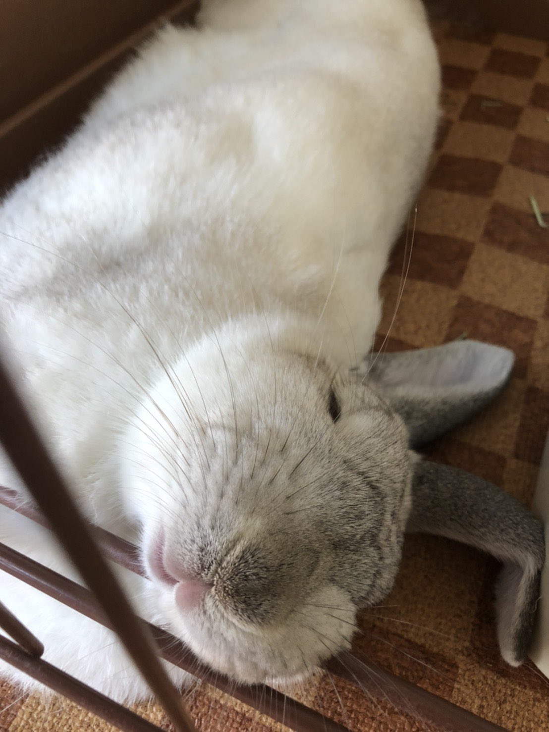 ハマ ウサギ 白ウサギ ロップイヤー 可愛い ブサカワ 悩み お母さん おやすみ 寝顔 母ちゃん悩んでもしょうがないから あたしのこの寝顔を見て元気出しなね T Co Hypclu3wfm Twitter