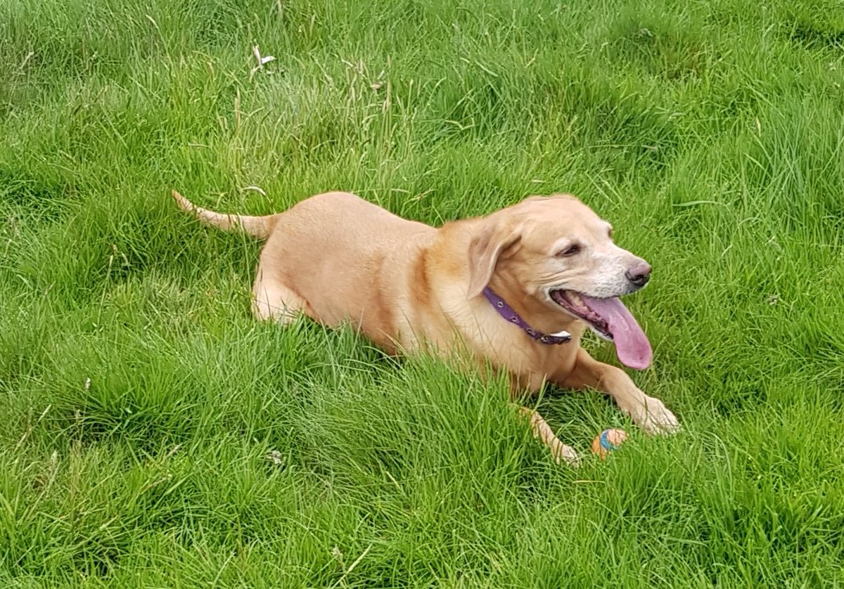 KitOfNowhere's tweet image. I Wonder Why many people seem to have given up on #SocialDistancing Many stop and wait on our walk today #MixedMessage