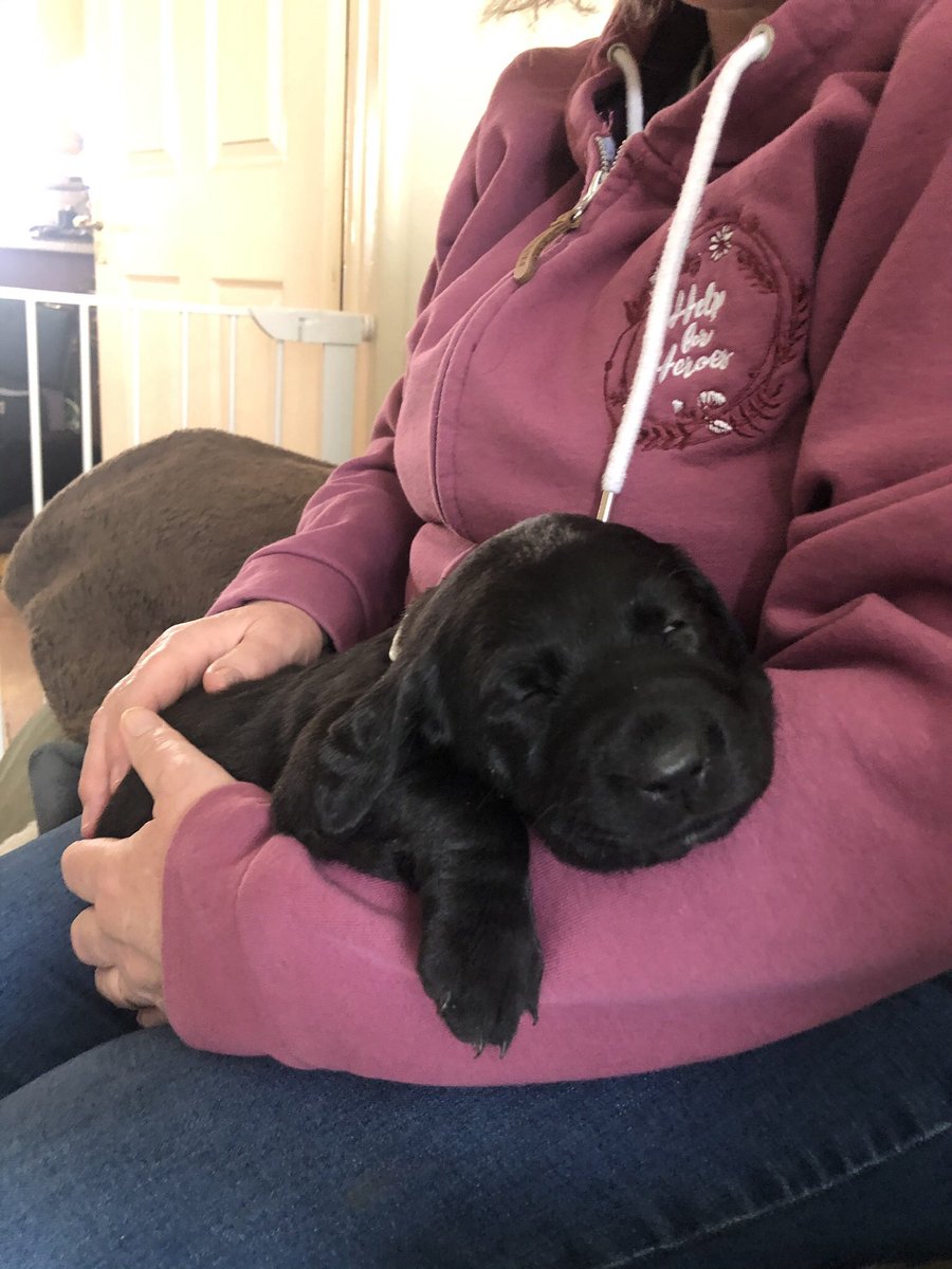 MeJacway's tweet photo. Little Georgie, 4 weeks old today, and the nutter she’s going to be joining soon. #pupupdate #taz❤️ https://t.co/g3oR5LxRVG