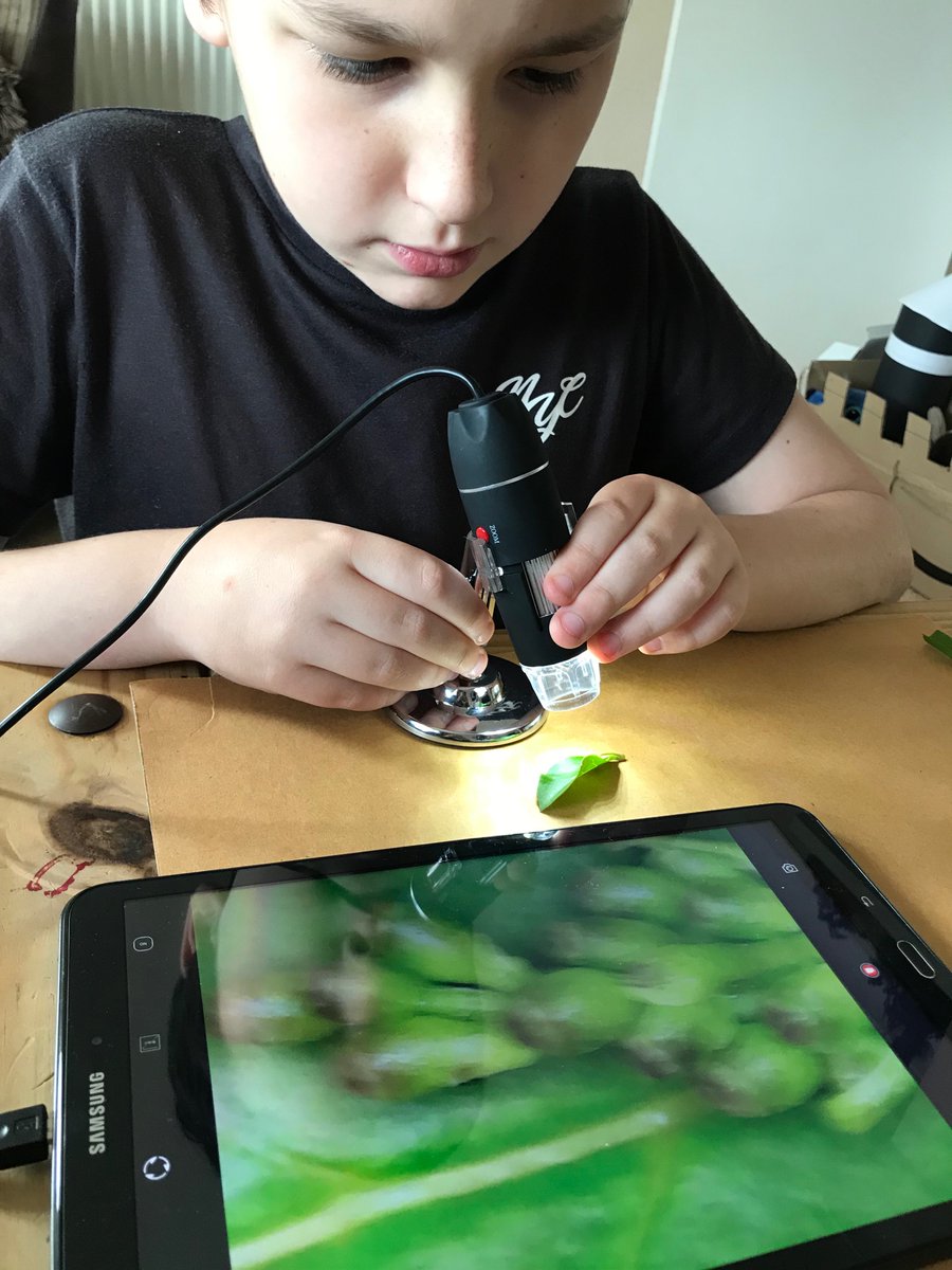 Clare_Harrris's tweet photo. Up close with a microscope following on from our plant investigation and what is photosynthesis? Today we looked at leaves and flowers very closely @PolegateSchool #lovetolearn #lockdown2020 #harrisfam https://t.co/NoFpS1YzZP