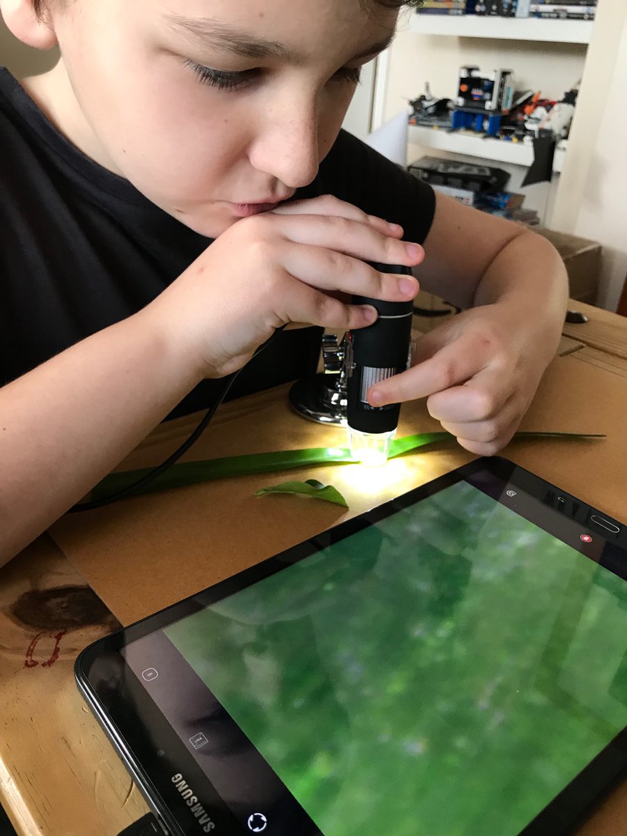 Clare_Harrris's tweet photo. Up close with a microscope following on from our plant investigation and what is photosynthesis? Today we looked at leaves and flowers very closely @PolegateSchool #lovetolearn #lockdown2020 #harrisfam https://t.co/NoFpS1YzZP