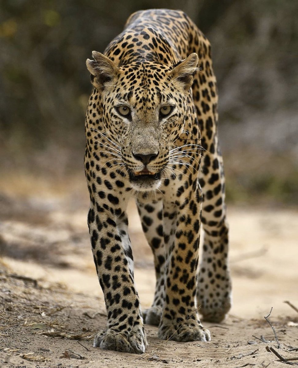 Yala national park has one of the highest leopard concentration in the world and harbours almost 200 different bird species, elephants, butterflies, freshwater fishes and green grasslands and marshes.
#wildlife #travelgram #travelphotography #travelling #photography #srilanka