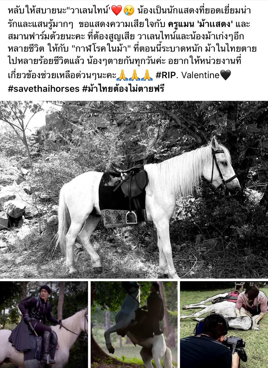 CalendMemo's tweet photo. ช่วยรีหน่อยนะคะ ม้าตายแทบทุกวันเลย หน่วยงานที่เกี่ยวข้องหายเงียบกริบ เรื่องคือมีมานานมากๆแล้ว ม้าตัวหนึ่งราคาก็ไม่น้อยเลย ทางเราคนเลี้ยงม้าเดือดร้อนกันจริงๆค่ะ #ทวิตดีคนรีน้อย #ม้าไทยต้องไม่ตายฟรี #เราไม่ทิ้งกัน https://t.co/MthGfXG7zB