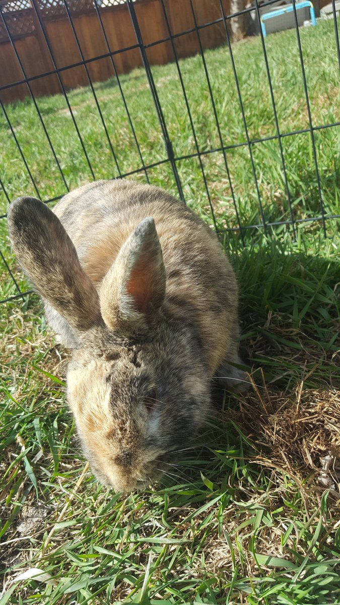 NoWillToStay's tweet photo. @TheRealKeean This is Basil... he identifies as a dog- so... #NotaRabbit https://t.co/bXTlazSKVB