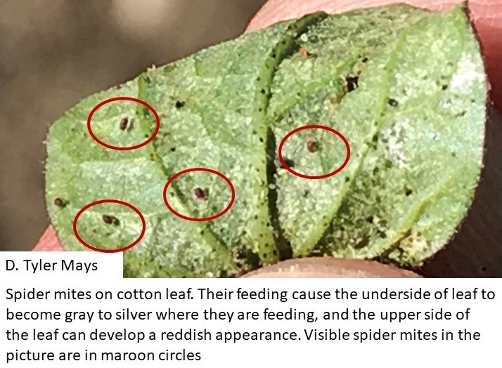 tmaysag's tweet photo. #COTTON is off to a decent start. Currently finding thrips, aphids and spider mites. Some fields are at #threshold 4 thrips. Aphids and spider mites not an issue yet, but 👀what you spray. Newsletter coming shortly. #TxIPM #IPM #txextension #scouting https://t.co/guMPiFuhcp