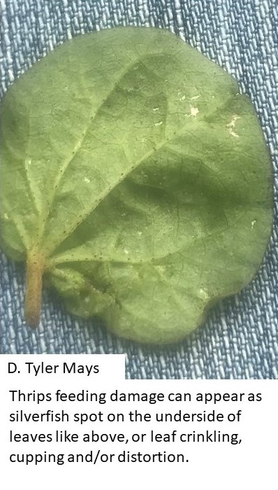 tmaysag's tweet photo. #COTTON is off to a decent start. Currently finding thrips, aphids and spider mites. Some fields are at #threshold 4 thrips. Aphids and spider mites not an issue yet, but 👀what you spray. Newsletter coming shortly. #TxIPM #IPM #txextension #scouting https://t.co/guMPiFuhcp