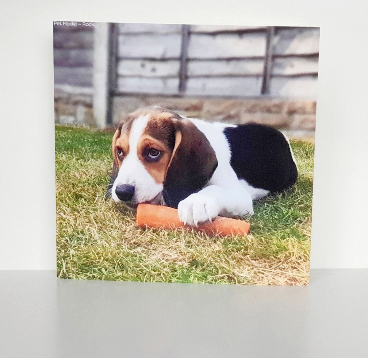 petmodelsuk's tweet photo. Premium Plain Greetings Card, Tricolour Beagle Puppy. Giftwrapped with Envelope Seal, 15x15cm Card by Pet Models UK - Model: Rocky

https://t.co/DUlM7vU22v

#petmodelsuk #Beagles #greetingcards #PuppiesOfTwitter #beaglewelfare #dogsoftwitter #DogsofTwittter #dogsduringlockdown https://t.co/0GevruYTr8
