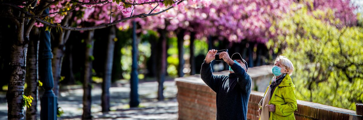 welovebudapest's tweet photo. The tradition of strolling along the Tóth Árpád promenade atop Buda Castle is age-old, and every year it comes to life in beautiful springtime blossoms.
#budapest #budacastle #promenade #springtime #blossoms #romantic #travel #hungary
https://t.co/MvITYzVFm0 https://t.co/fNgV6oTIlD