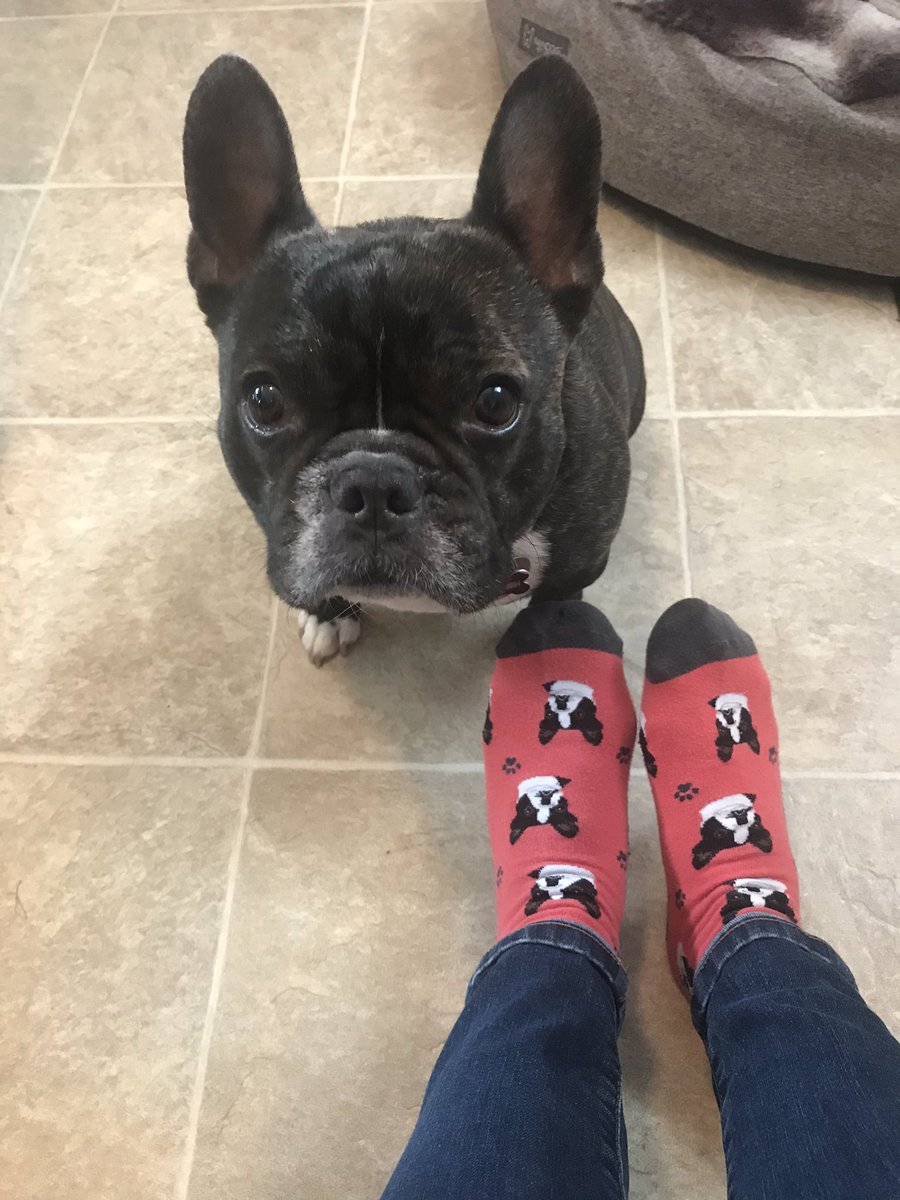 KatieStCyr2's tweet photo. Wearing my favorite socks for #WackyWednesday. Tucker approves! #BCSDSpiritWeek @BinghamtonCSD https://t.co/TJaPuhOIvi