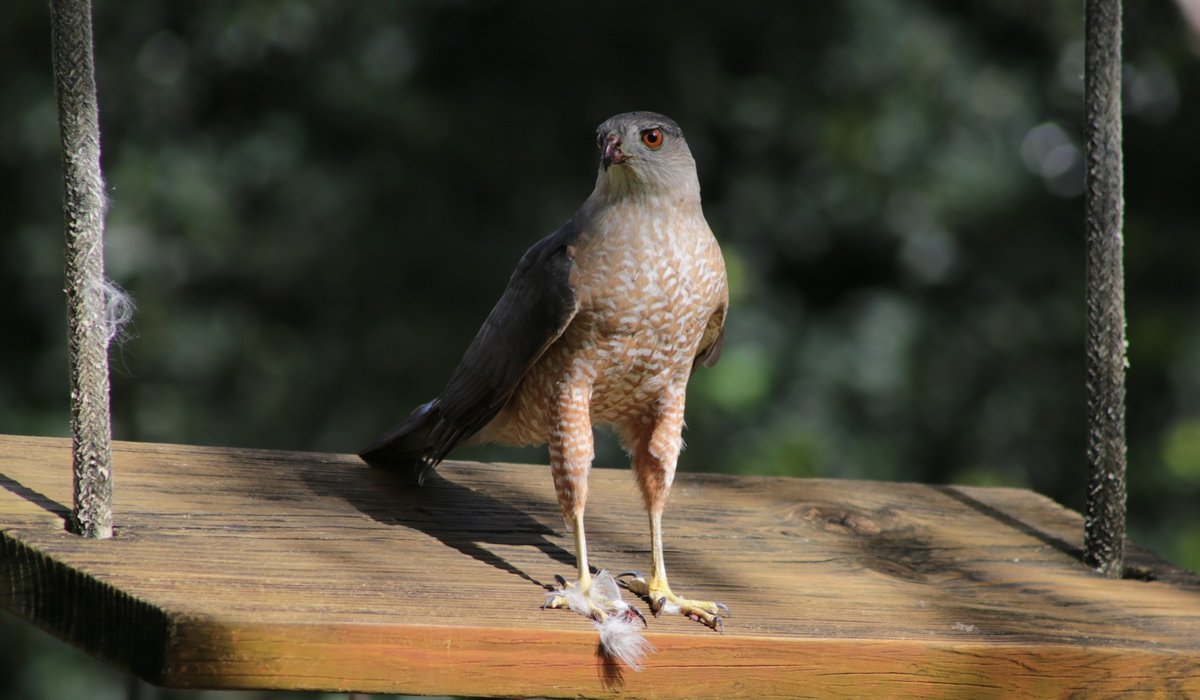 imagemaker89's tweet photo. Coopers Hawk
#imagemaker89 https://t.co/EWvjD7j10u