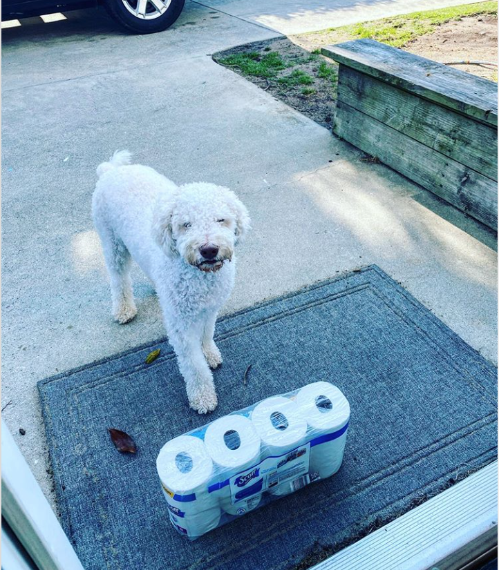 ChickfilA's tweet photo. If you can spare a roll, share a roll. Special delivery from this sweet pup! ❤️ Thanks for sharing this moment heatherrosebullock on Instagram. https://t.co/XoMre2dCgw