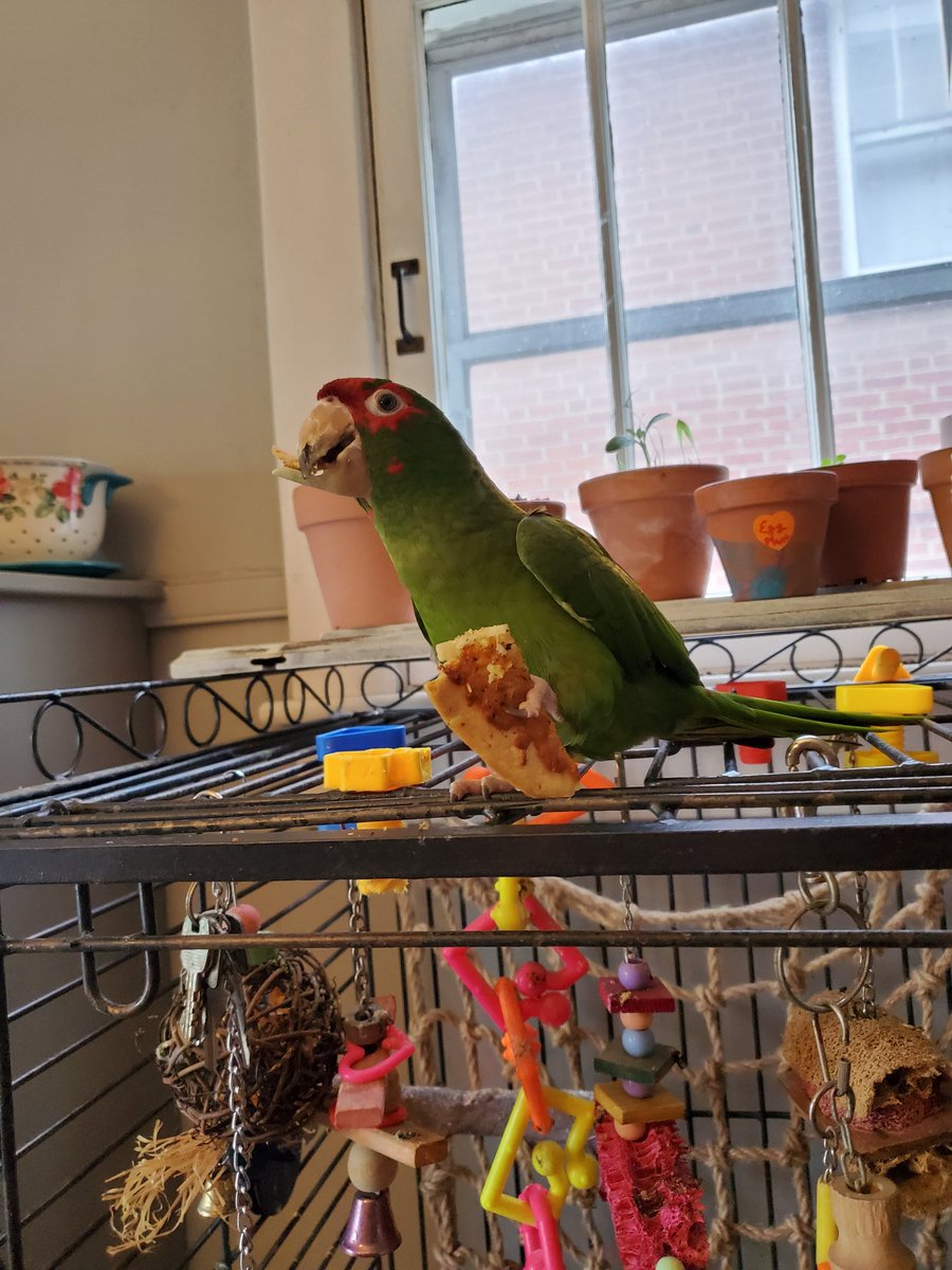Just kidding! That was a cockatoo showing that no matter how fearsome dinosaurs might have been, they& #39;re just prank monsters who occasionally hate their dads and eat pizza now. This is Joe, a nearly 60 year old rescue Amazon Parrot who cusses way better than me. 6/?