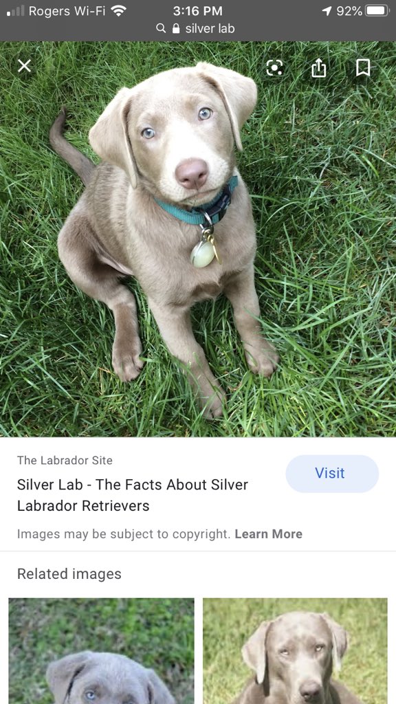 RyanRyanward19's tweet photo. @TheRealKeean Just put a deposit down on a puppy, but here’s a photo of a cute silver lab that hopefully our puppy will look like https://t.co/3TiSX0hsnZ