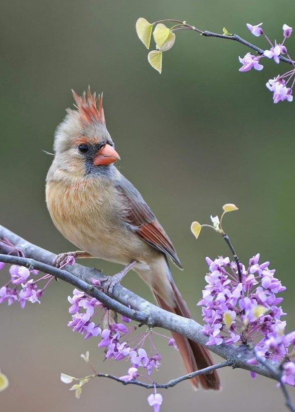 Colibrí De La Mañana (@colibrila) on Twitter photo 