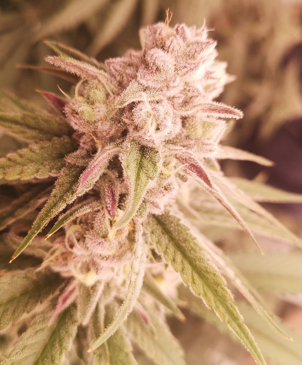 MotherLabs's tweet image. Black cherry punch #2 putting in work! 
23% THC / 25% total cannabinoids. Oozing blueberry Terps.