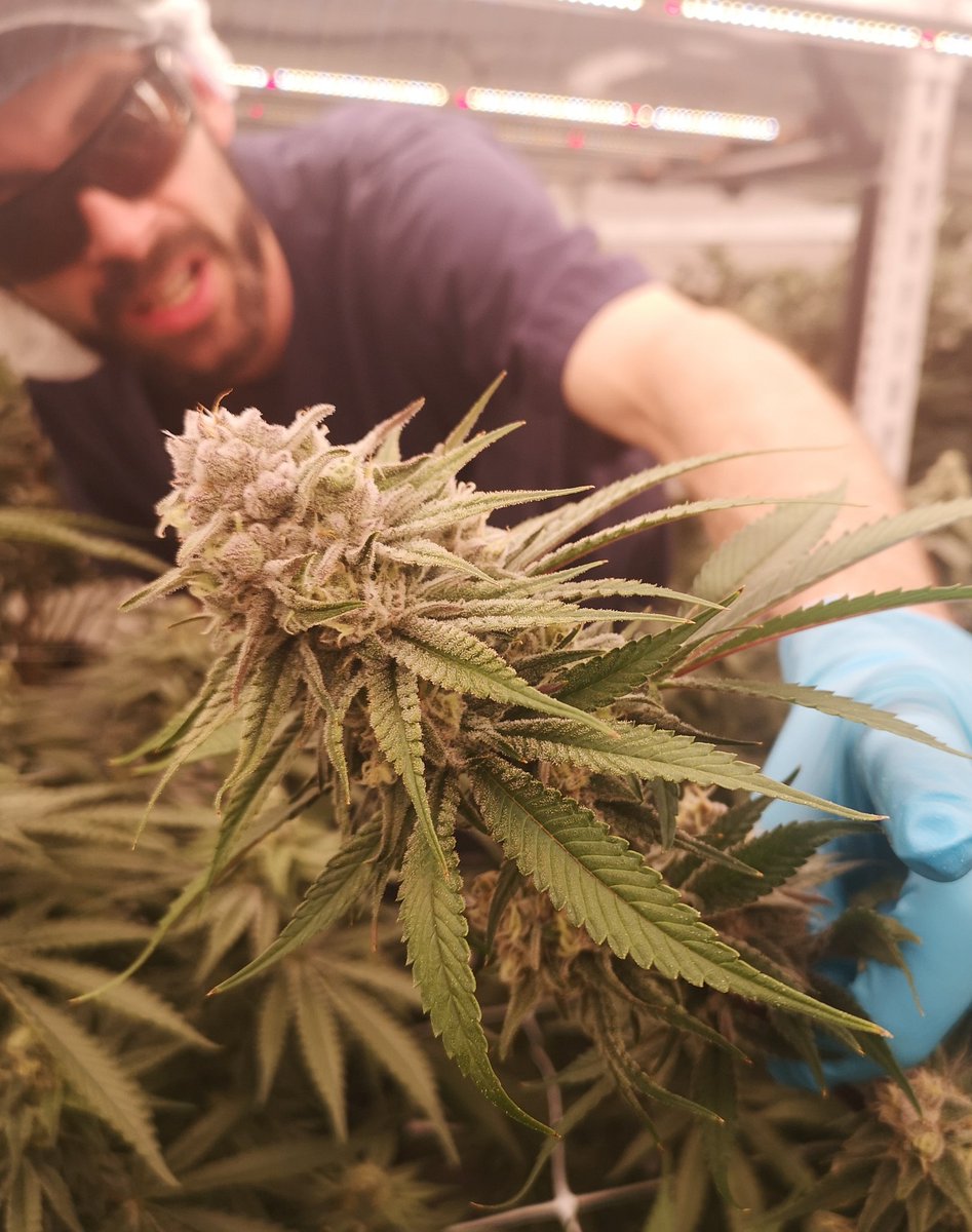 MotherLabs's tweet image. Black cherry punch #2 putting in work! 
23% THC / 25% total cannabinoids. Oozing blueberry Terps.