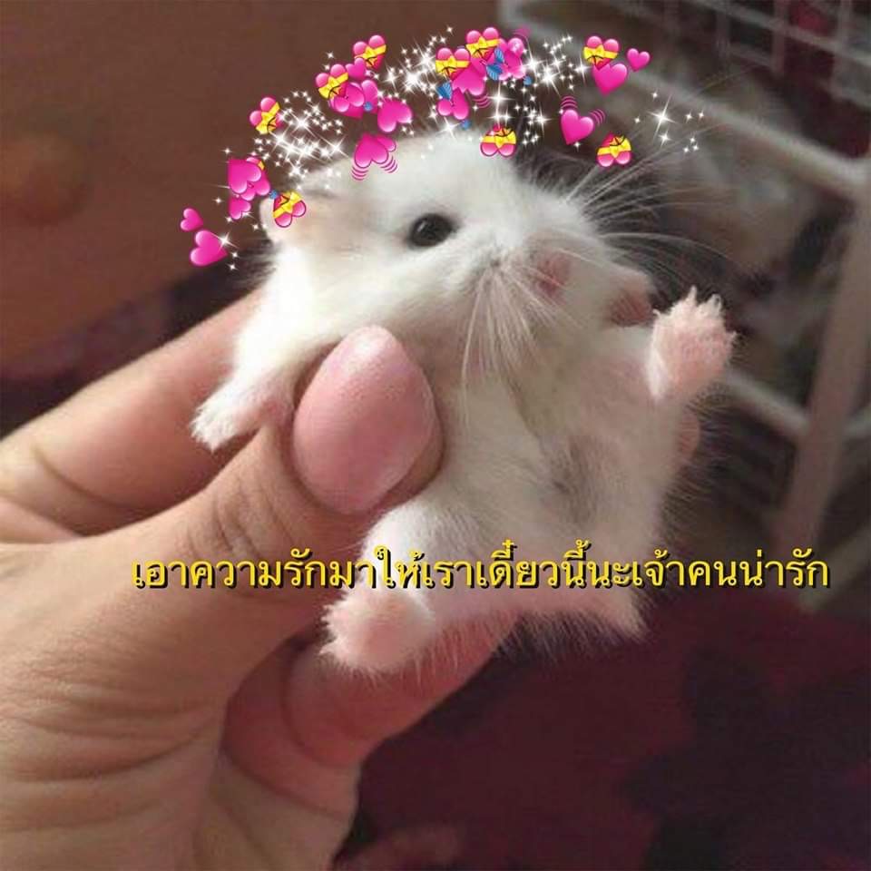 mochi 숩 THORNS 展 ❦ tweet media