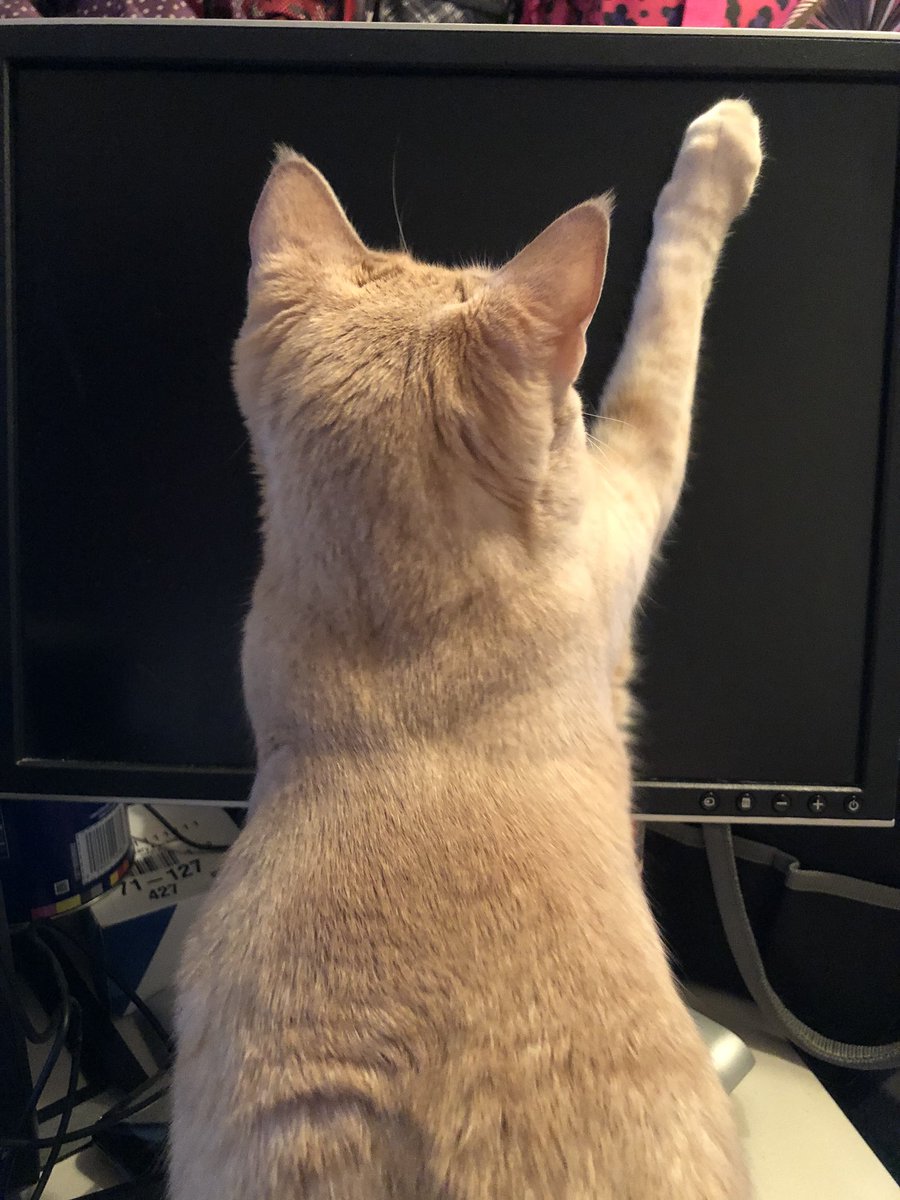 Incredible Furbabies tweet media