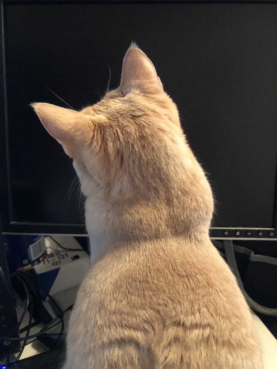 Incredible Furbabies tweet media