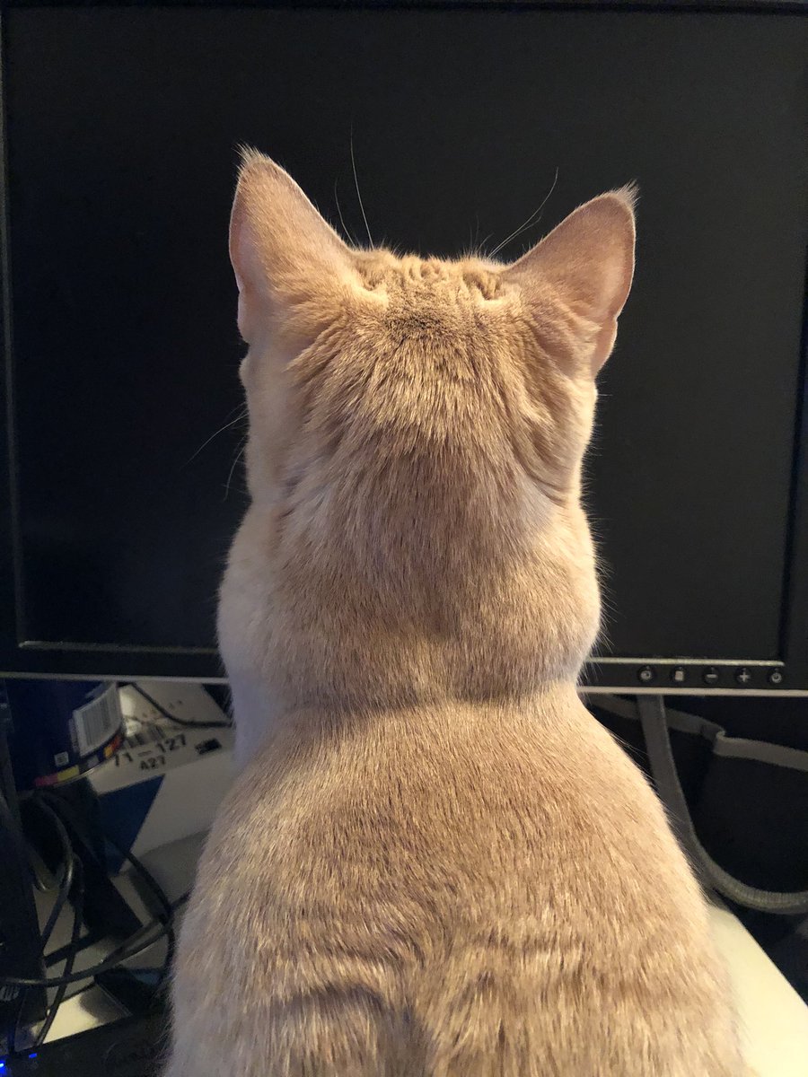 Incredible Furbabies tweet media