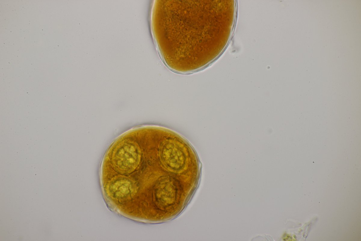 RPilze's tweet photo. Tuber aestivum
#Tuber #Tuberaestivum #SommerTrüffel #summertruffle #burgundytruflle #Scorzone #Truffeblanchedété #truffedelaSaintJean #mushroom #mushrooms #fungus #fungi #pilz #pilze #champignons #champignon #nature #natur https://t.co/IKkQBSA6RO