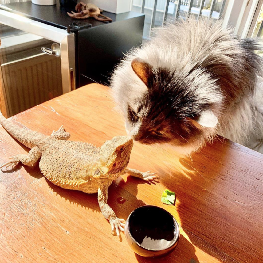 GundySara's tweet photo. @chrissyteigen @chrissyteigen you need to meet Ziggy and his fluffy BFF Shadow (@GrailNoble) https://t.co/kb0hg7ga6L