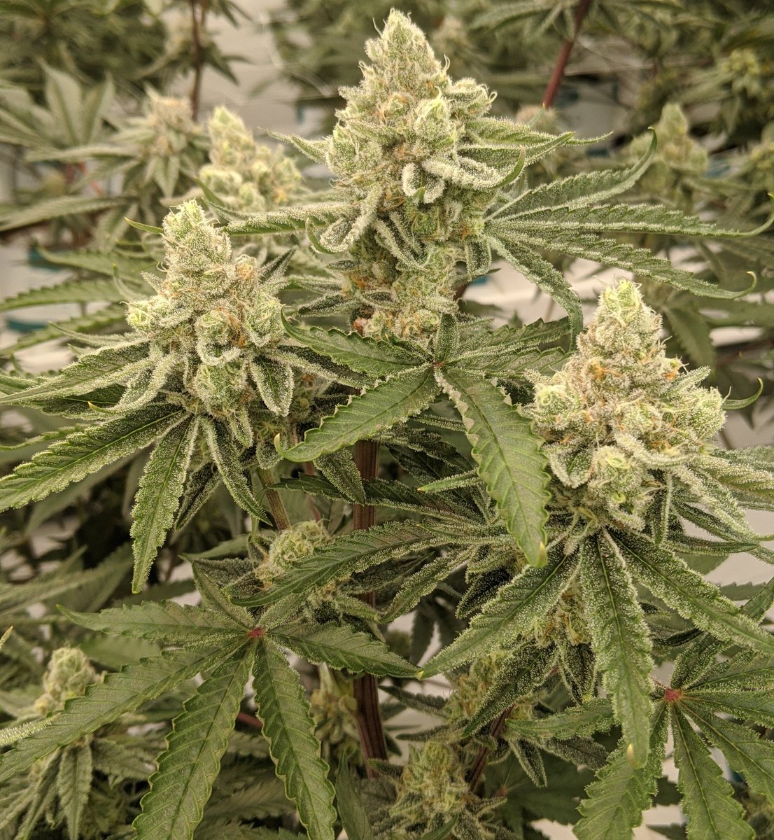 MotherLabs's tweet image. Legand Orange Apricot F2@ day 39... Every bud looks exactly identical, top or bottoms. Bred by Compound Genetics.
We post a lot about this one, because she's so special.