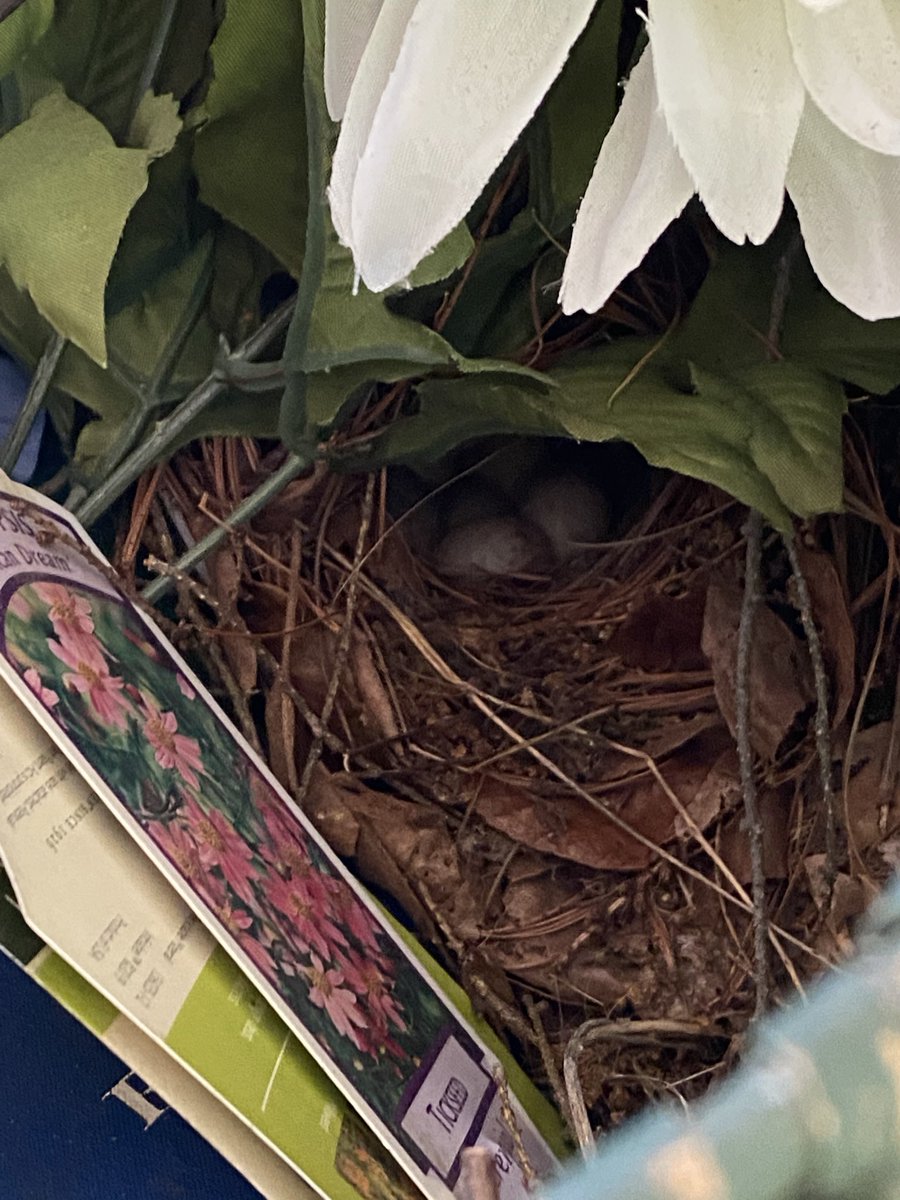 Distraction of the day: Baby bird update.  We snuck this picture when the momma was out.  Can’t wait for all those eggs to hatch!