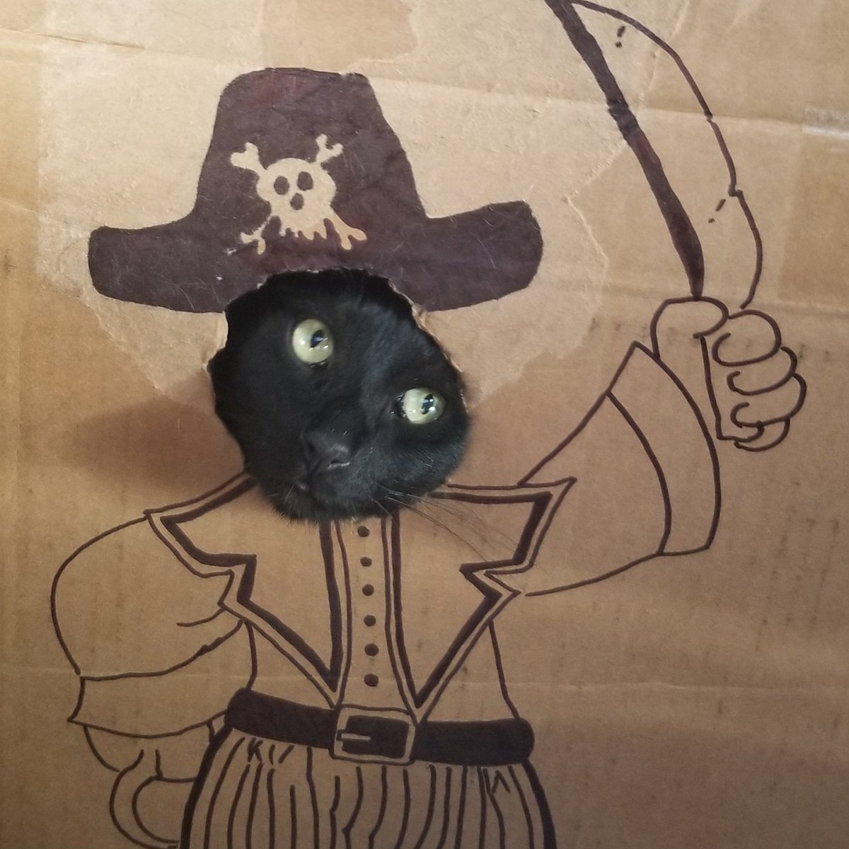 JenLBoucher's tweet photo. @jamie2181 Happy birthday! Here's my crazy pirate kitty, playing in a box. https://t.co/bMC4lU96Hy