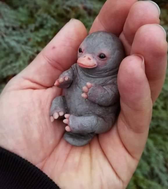 ZanderRobertso4's tweet photo. My friend is a Zoo Keeper and just whatsapp’d me this newly born platypus. Please RT and Fav to bless someone’s timeline. https://t.co/U8WmWHQb4l