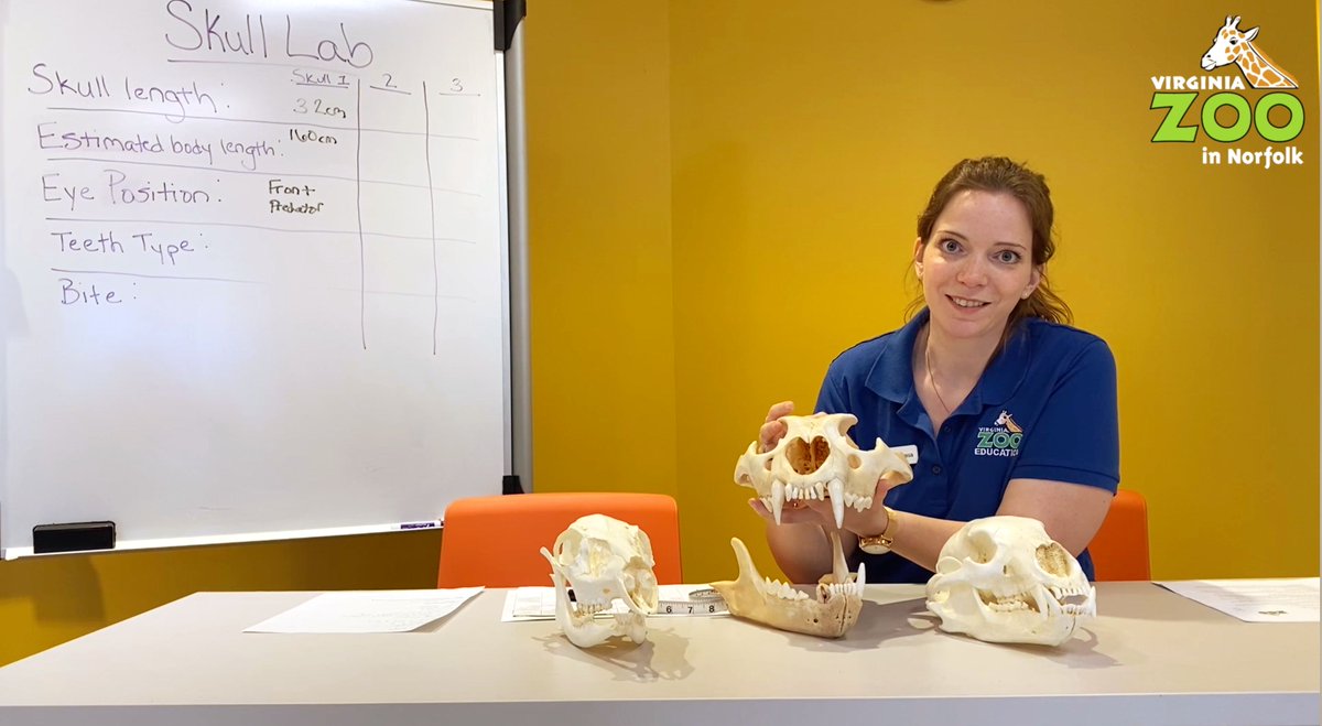 It's not too late to enroll your happy camper in our new Virtual Safari Camps! Explore nature, build your science skills, and learn about your favorite Zoo animals from home with the help of our enthusiastic camp counselors. Online now through June 10! bit.ly/2LjSMVP