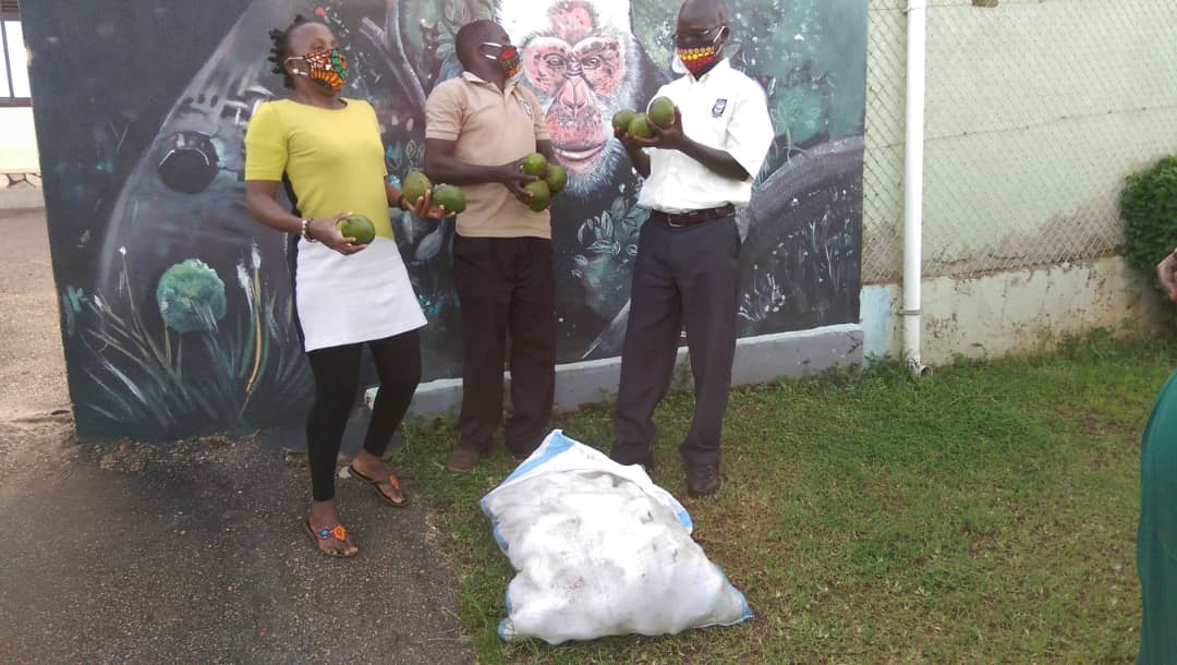 ngambaisland's tweet photo. This evening we received ovacado's worthy 100 kilograms from Mr Mukasa Emmy- Director at Uganda Snake Bites.Thank you for coming to our rescue in this trying time. #Ngambaisland #FeedAChimp Pant hoots https://t.co/5SMm56I7d3