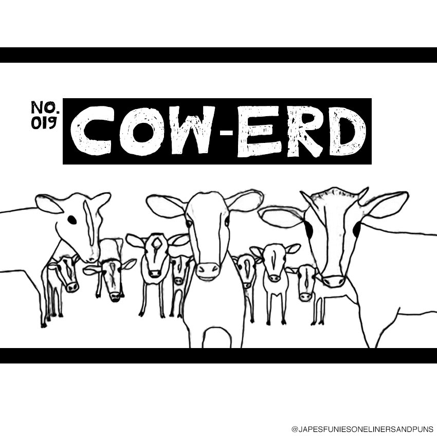 S_Udonim's tweet photo. Dunno what they're so scared of...
#cows #puns #SocialDistancing https://t.co/xkFugCCN6j