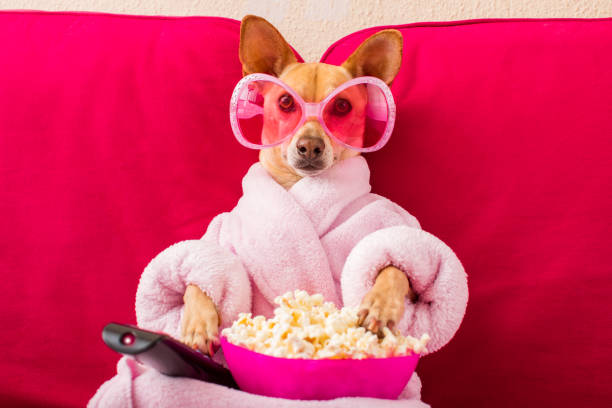 No plans this weekend? What about an animal-themed movie night, pets included of course! 🐶🐱🎥🎞🍿

#PetsInTheCity #DublinPets #MovieNight #ThursdayTips #StaySafe #StayHome #InThisTogether