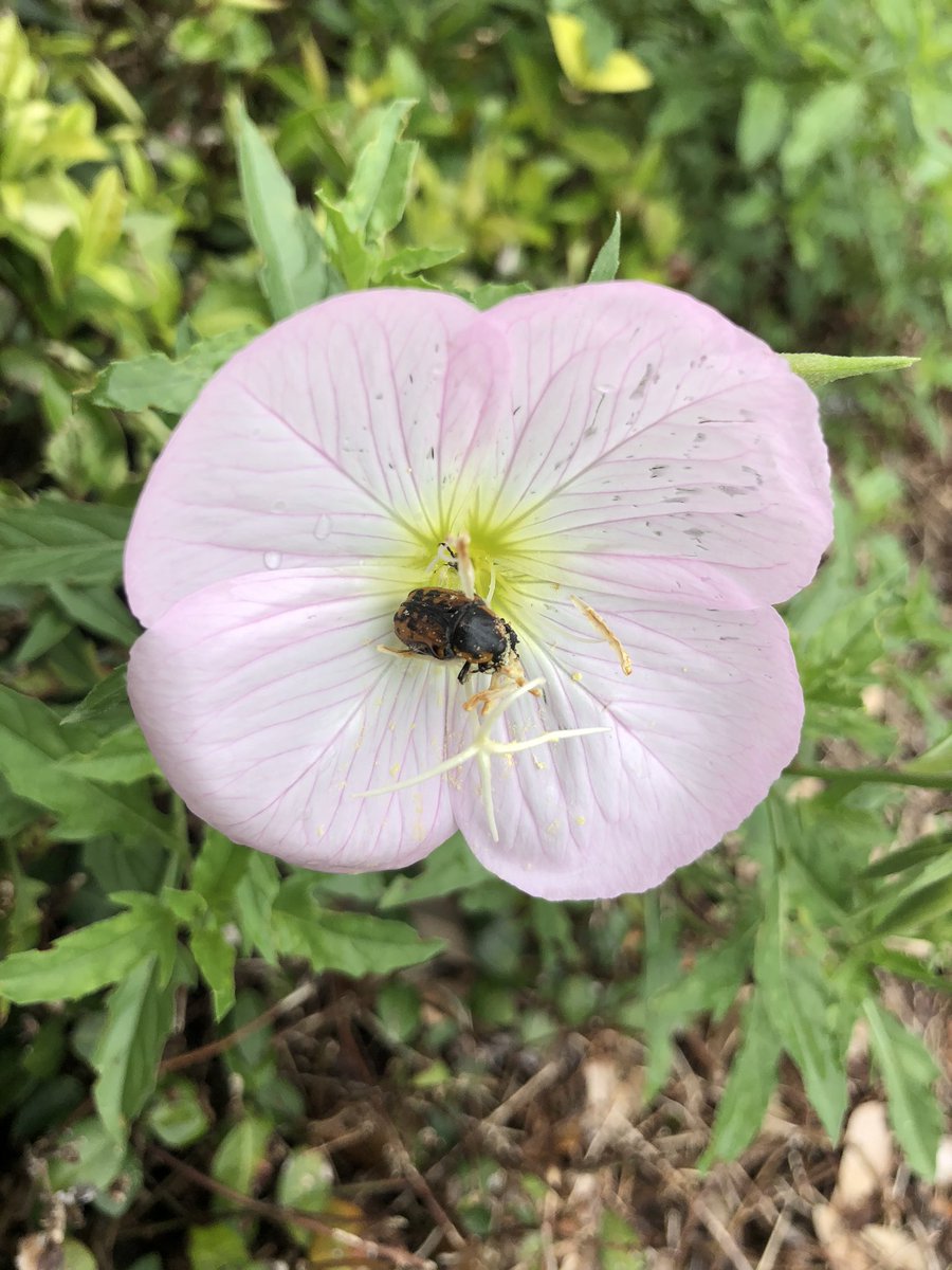 AndrewsInst_TCU's tweet photo. On campus, a Kern Flower Scarab was spotted in a Showy Evening Primrose. Adults like to eat nectar and pollen. #sciencefactwednesday #TCU #scienceed https://t.co/aCbhzMnZsD