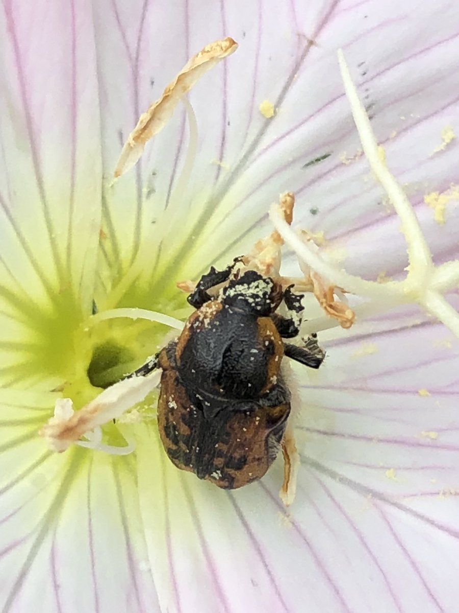 AndrewsInst_TCU's tweet photo. On campus, a Kern Flower Scarab was spotted in a Showy Evening Primrose. Adults like to eat nectar and pollen. #sciencefactwednesday #TCU #scienceed https://t.co/aCbhzMnZsD