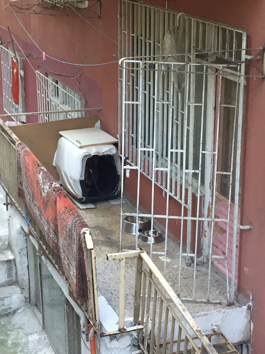 Hayata küsmüş, o boxtan çıkmıyor, kafasını kaldırmıyor. Komşuya numaramı bıraktım, kabul ederlerse köpeği sahiplendirebileceğimi söyledim. köpeğin sahibi ile konuşup bana dönecek. Umarım kabul ederler, etmezlerse gidip ben tekrar konuşacağım.