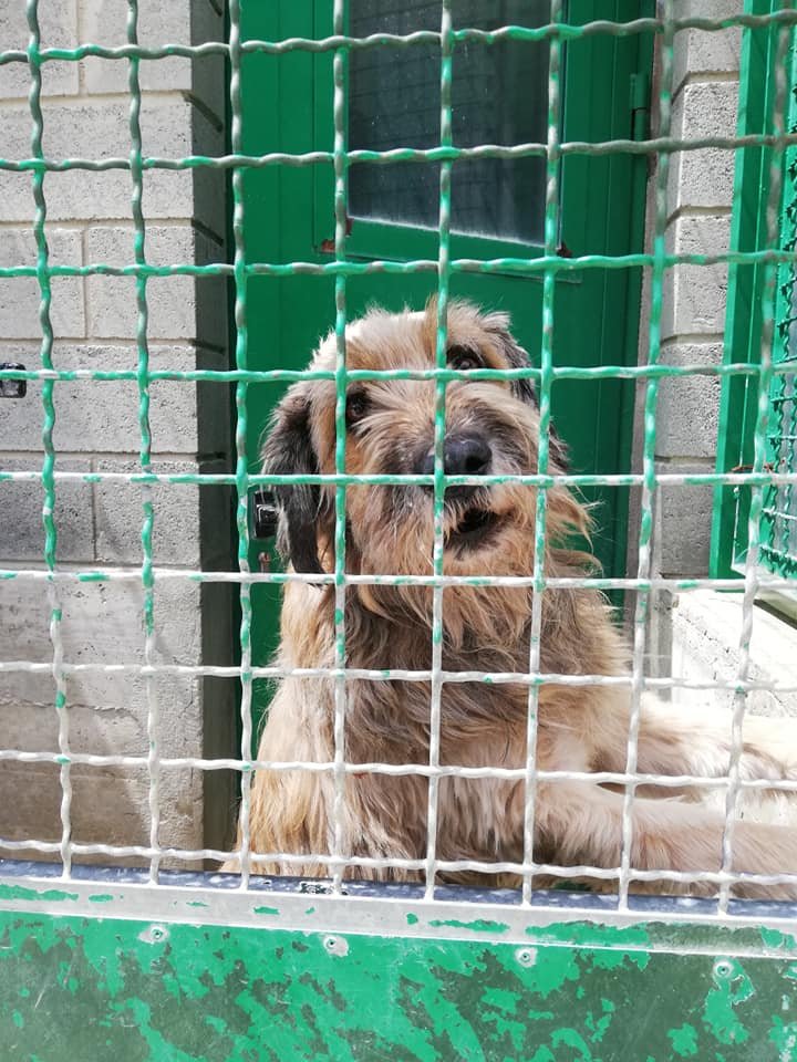 siviaromera1's tweet photo. PAMPLONA NAVARRA
ECKI HA TENIDO QUE VOLVER AL CENTRO
Es un amor de abuelito abandonado en la calle con 10 años cariñoso tranquilo educado y equilibrado
Centro de Atencion Animal de Pamplona
948420996 12:30- 13:30
Si vives fuera de Pamplona y quieres ayudarlo
desireshiba@gmail.com https://t.co/ErbKy1Cgwc