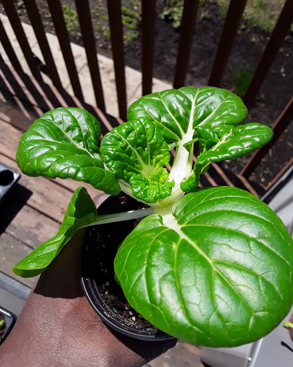 I don't think I'll be able to bring myself to eat this bok choy