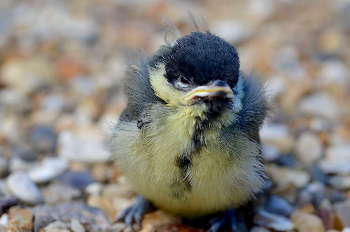 Twitter is for posting pictures of birds right? So here's a little baby that's been hopping around the garden today... #greattit #babybird #chick #TweetTweet #macrophotography