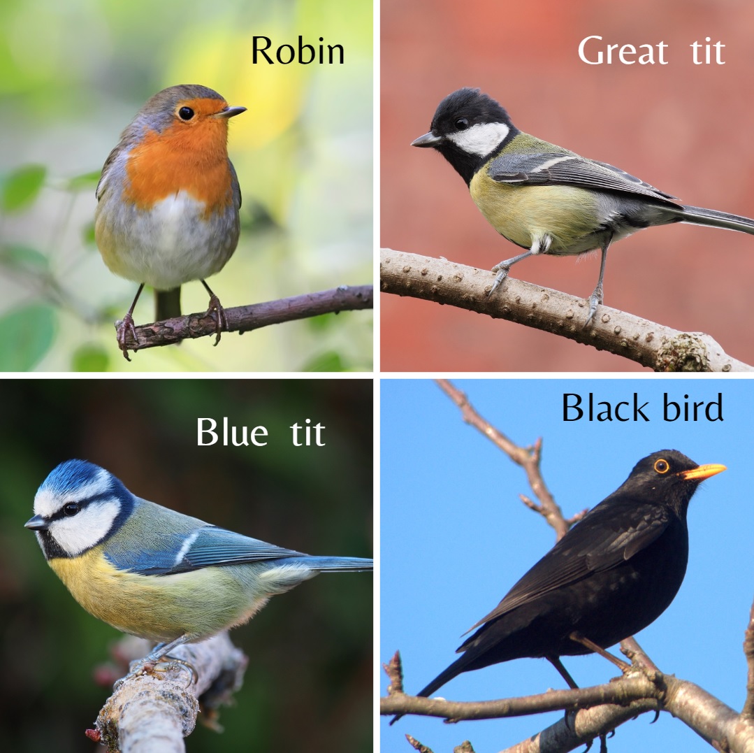 Do you have flying visitors like this in your garden? 🐦🦜🌺🌼🌞

To learn more about birds, click here: birdwatchireland.ie/irelands-birds…

#PetsInTheCity #DublinPets #BirdWatch #IrelandBirds #StaySafe #StayHome #InThisTogether